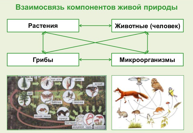 Животные Растения Фото